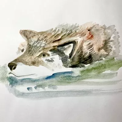 a watercolour illustration of a wolf swimming 